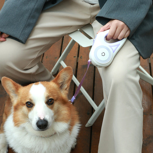 Corgi walking with an LED retractable leash